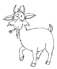 Ziege, Zicke, Bock, Ziegenbock, Bauernhof, Farm, Hof