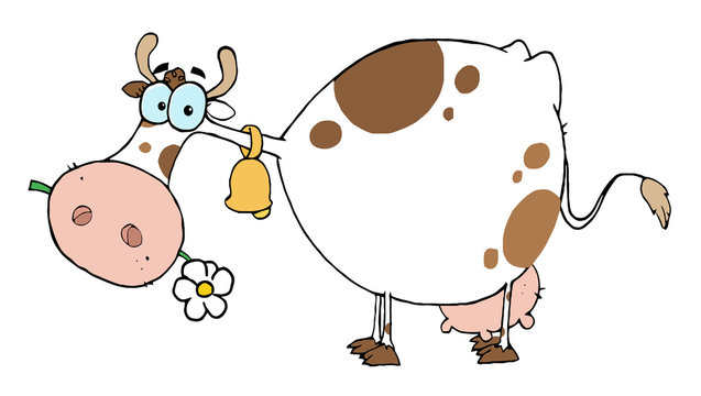White And Brown Cow Eating A Daisy