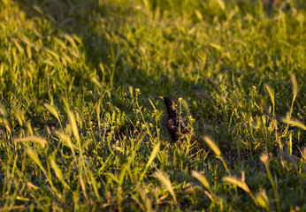 Starling in the grass