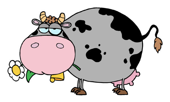 Chubby Gray And Black Cow Eating A Daisy Flower