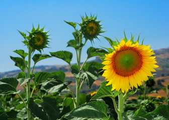 New sunflowers