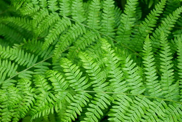 Fresh green fern leaves