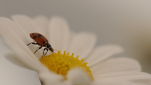 coccinella affamata