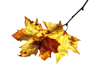 Feuilles de platane détourées