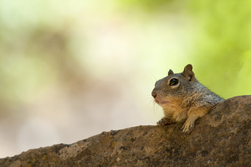 Relaxed chipmunk