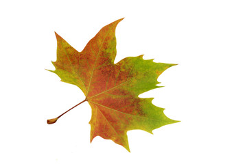 feuillede platane sur fond blanc