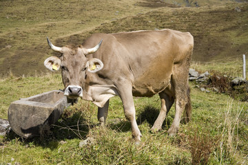 Kuh an Wassertränke