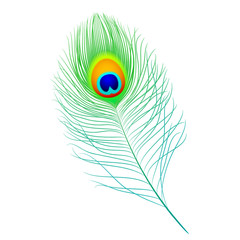 Peacock feather. Vector. Detailed portrayal.