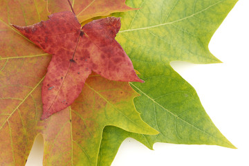 Feuilles colorées sur fond blanc