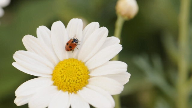 coccinella