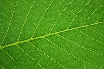 Walnut Leaf