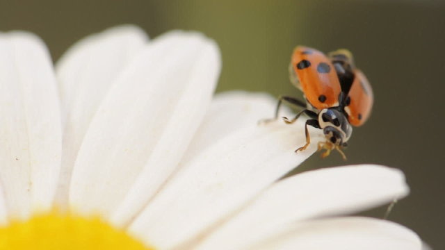coccinella in volo