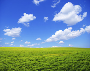 Naklejka premium field