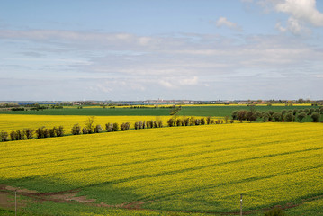 Rapsfeld Fehmarn