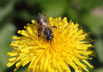 The bee collects nectar of a dandelion