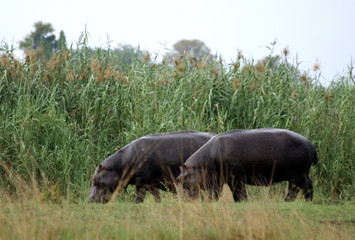 Hippos an Land