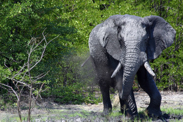 Elefant bei der Dusche gestört