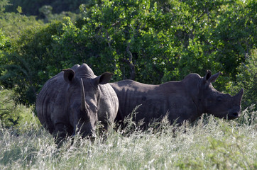 Nashorn Nationalpark Südafrika