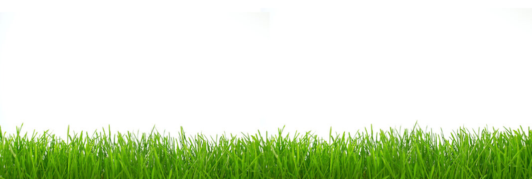 Panorama of grass, isolated
