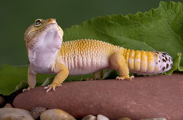 Leopard gecko looking up