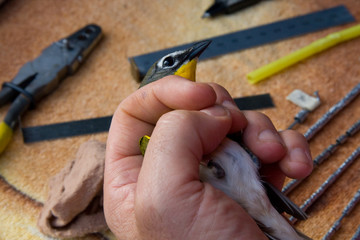 Bird Banding