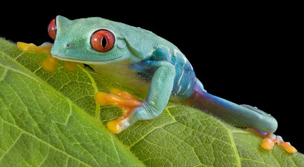 Staring tree frog