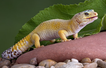 Leopard gecko on rock