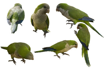 Monk parakeets