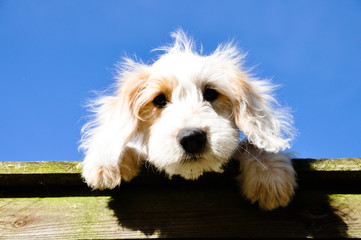 Inquisitive Cockerpoo