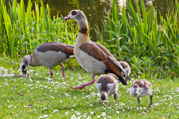 Egyptian goose family in spring - 22971250
