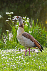 Egyptian goose standing near pond with flowers