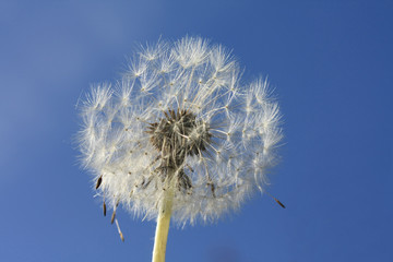 Fluffy dandelion against clear sky