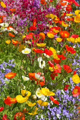 Bunte Blumenwiese mit farbigem Mohn