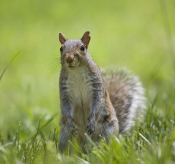 Sunny day squirrel