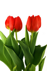 Tulips on white background -4