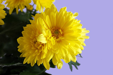 Chrysanthemum