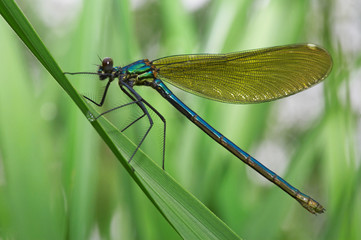 Dragonfly on a green grass