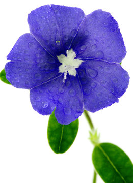 Evolvulus glomeratus, blue day, fleur sur fond blanc