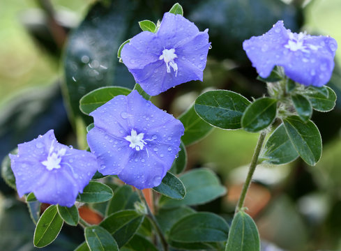 evolvulus glomeratus, blue day, fleurs bleues