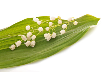 Lily-of-the-valley  on white