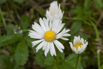Daisy Flowers in a Garden