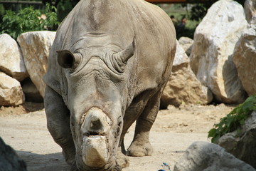 Fototapeta premium rinoceronte