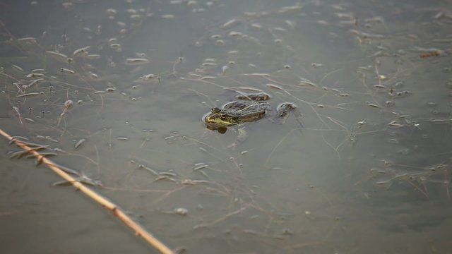 Frog croaking in the pond water