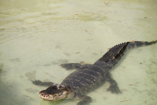 alligatore