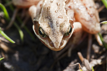 Grasfrosch - Rana temporaria