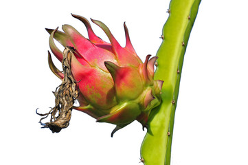 dragon fruit isolation