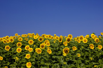 Obraz premium ひまわりの黄色と青い空が綺麗