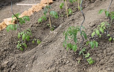 Plants de tomates