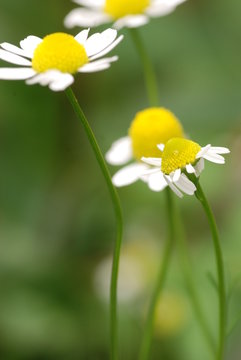 ジャーマン カモミール Stock Photo Adobe Stock