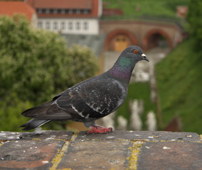 Taube auf Mauer